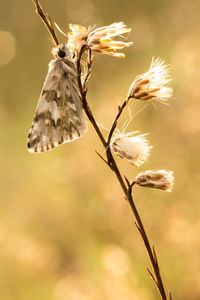 Close-up of wilted plant