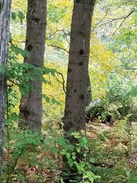 Trees in forest