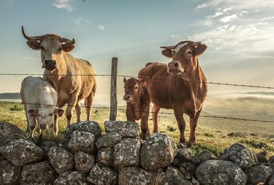 Cows standing on field against sky