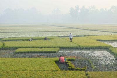 agriculture