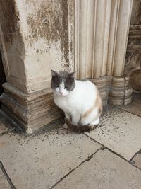 Portrait of cat sitting on floor