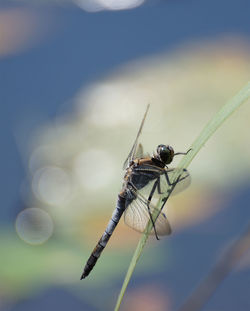 Close-up of dragonfly on grass blade