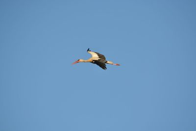 Low angle view of bird flying against blue sky