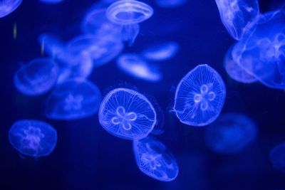 Close-up of moon jellyfish swimming in sea