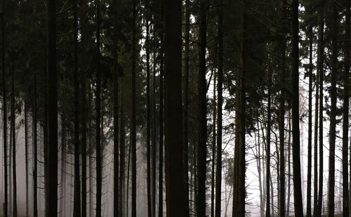 Full frame shot of trees in forest