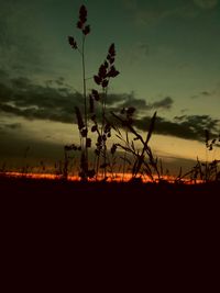 Silhouette plants on field against sky during sunset