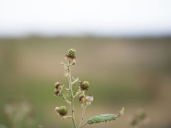 plant