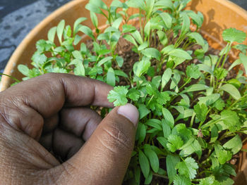 Close-up of hand holding plant