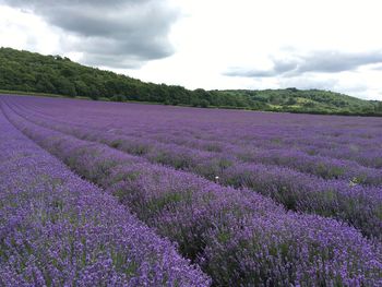 Scenic view of lavender field against sky