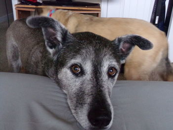 Close-up portrait of dog lying on bed at home