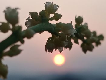 Close-up of fresh green plant against sky during sunset