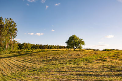 Trees on field against sky