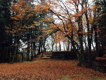 Trees in forest during autumn