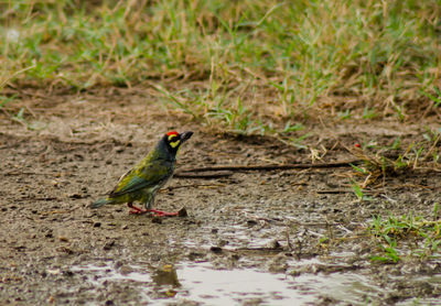 Bird perching on a field