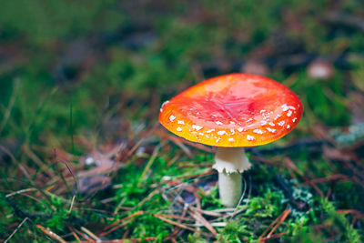 Close-up of fly agaric mushroom on field