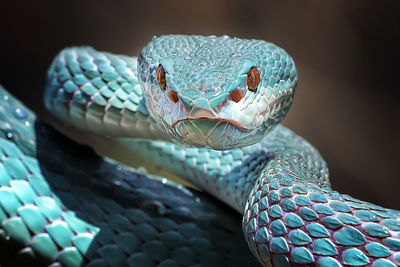 Close up of the exotic and venomous viper snake blue insularis - animal reptile photo series