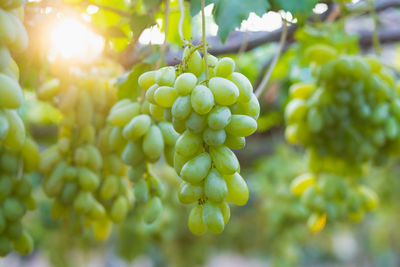 Close-up of grapes growing in vineyard