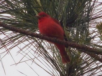 Close-up of bird perching on tree