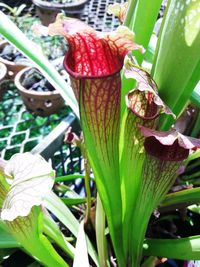 Close-up of plant