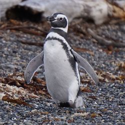 Close-up of penguin on pebbles at beach