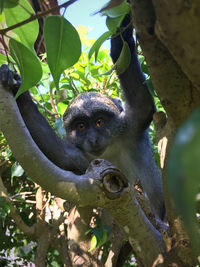 Portrait of monkey on tree in forest