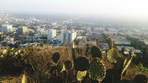 High angle view of cacti growing on hill against cityscape