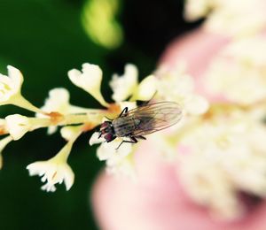 Macro shot of insect on leaf