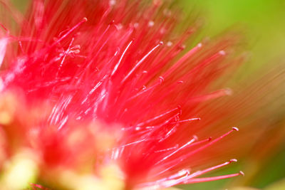 Macro shot of red flowering plant