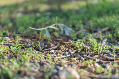 Close-up of plant growing on field