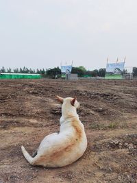 Cat sitting on shore against sky