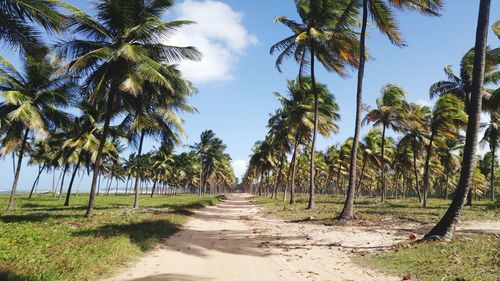 Road passing through forest