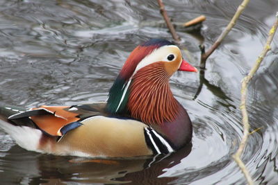 Close-up of duck swimming in lake