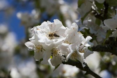 Close-up of white flowers blooming on tree