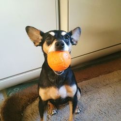 Portrait of dog with toy against wall