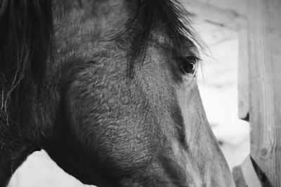 Close-up of horse