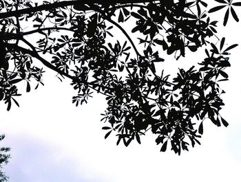 Low angle view of tree against sky