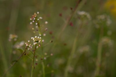 Close-up of flowering plant
