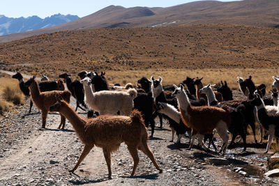 Flock of sheep on field