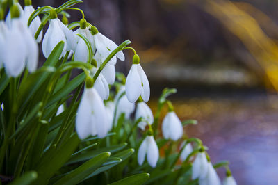 Close-up of white flowering plant