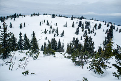 Pine trees on snow covered land against sky