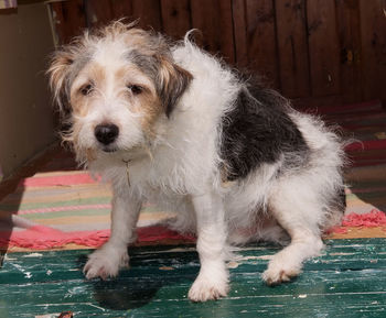 Close-up portrait of dog