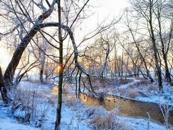 Stream amidst bare trees on snow covered field during sunset