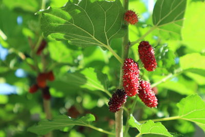 Close-up of red leaves