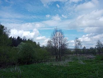 Trees on field against sky