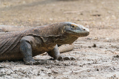 Close-up of lizard