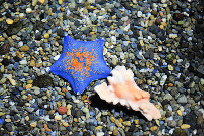 Close-up of starfish