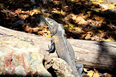 Close-up of lizard on rock