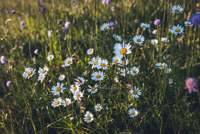 Close-up of flowers blooming in field