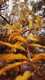 Low angle view of yellow tree against sky