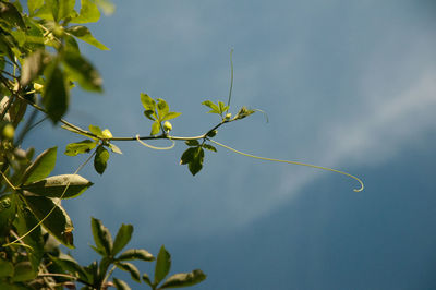 Low angle view of plant against sky